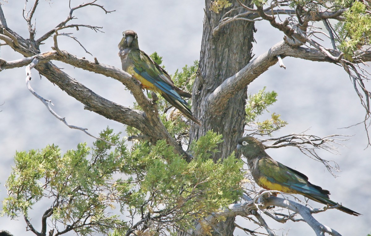 Burrowing Parakeet - ML299577111