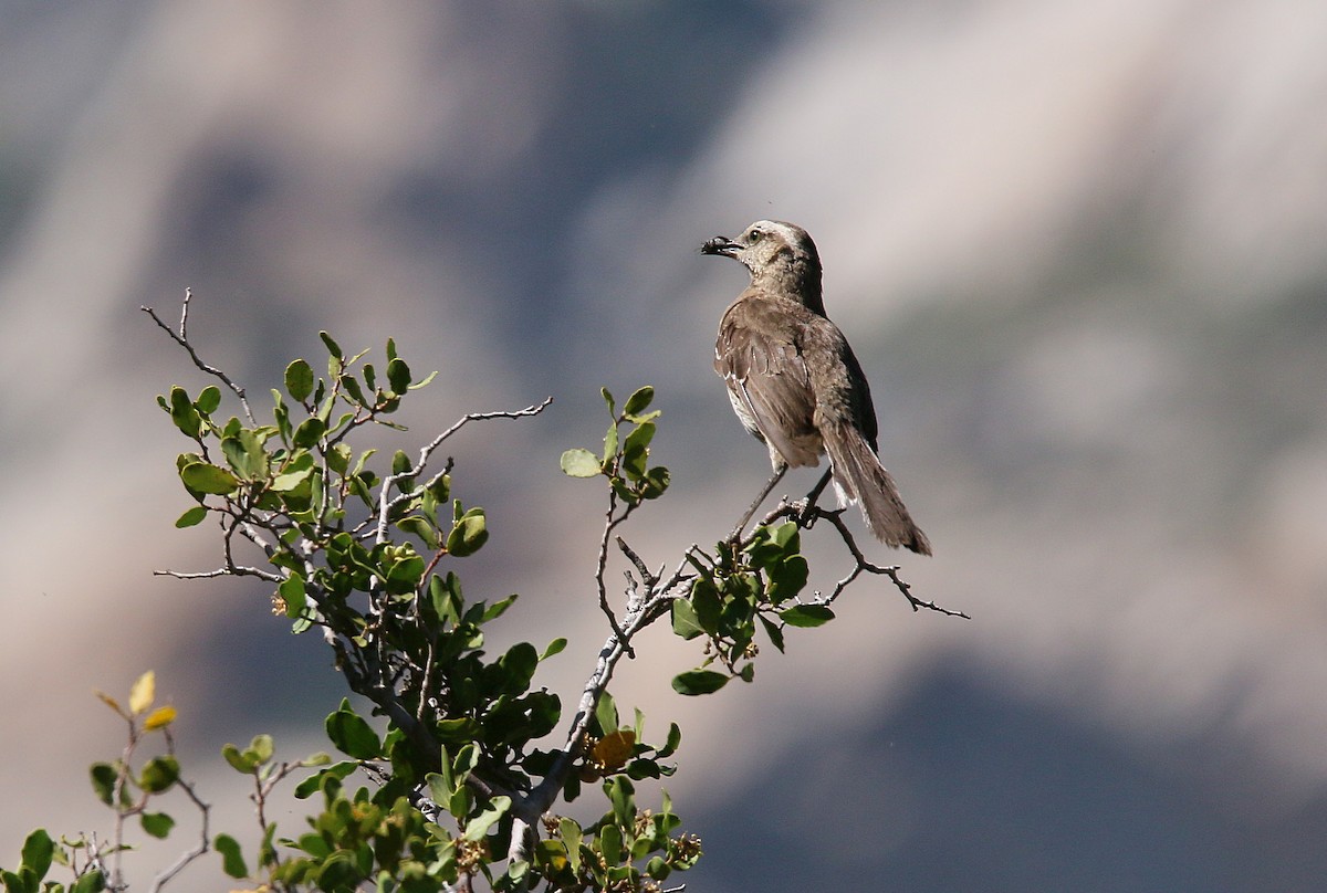 Chilean Mockingbird - ML299577191