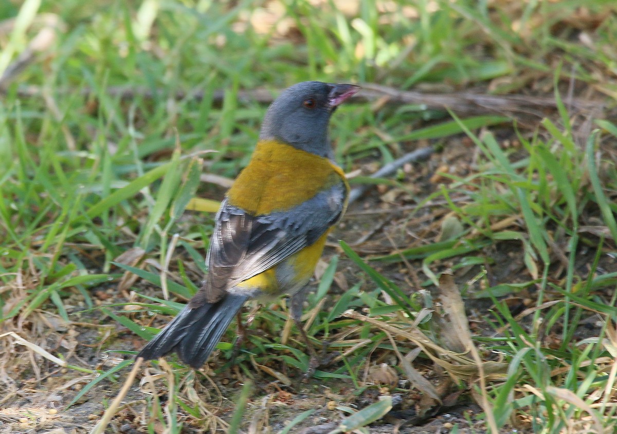 Gray-hooded Sierra Finch - ML299577261