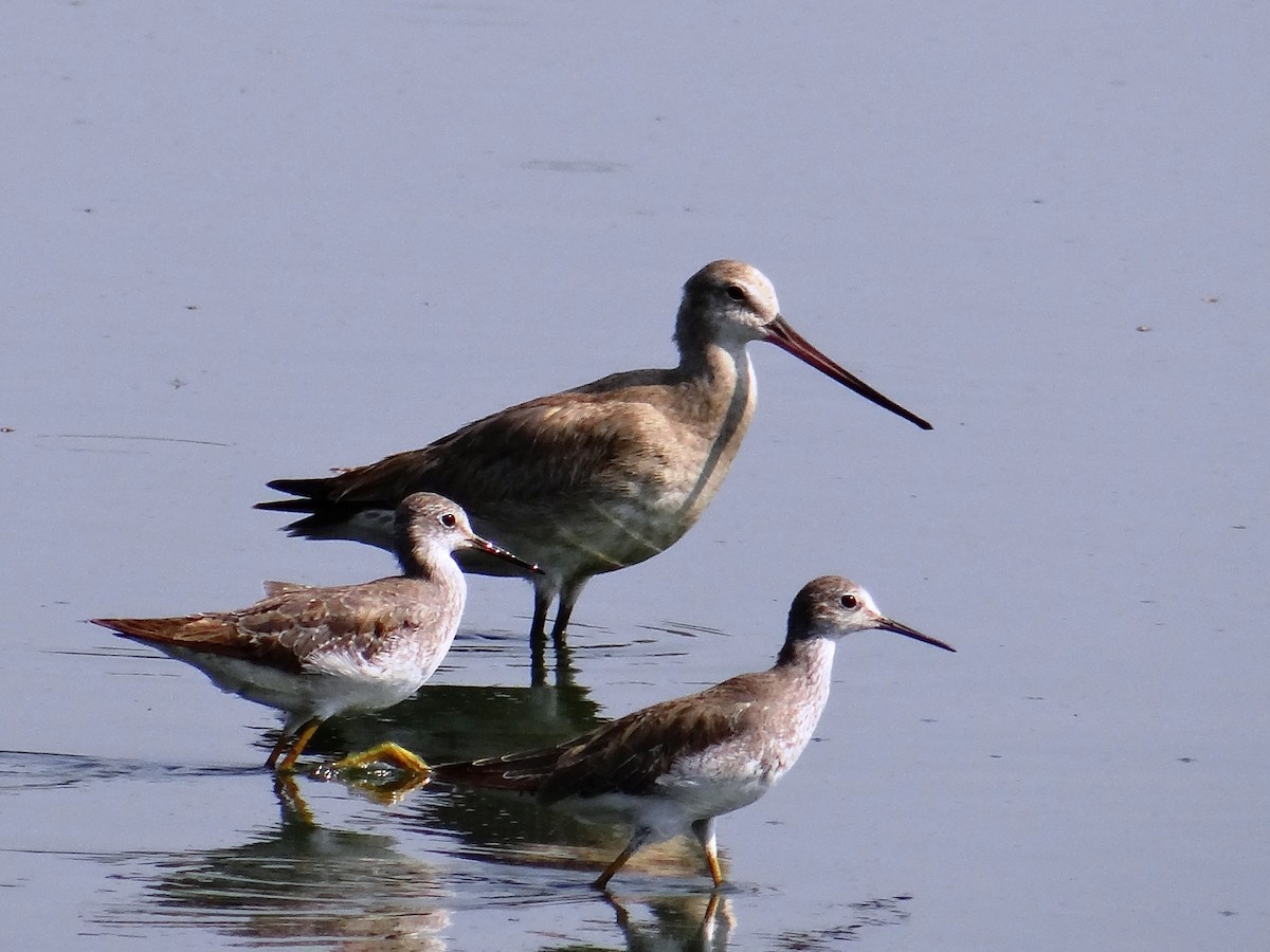 Hudsonian Godwit - ML299577471