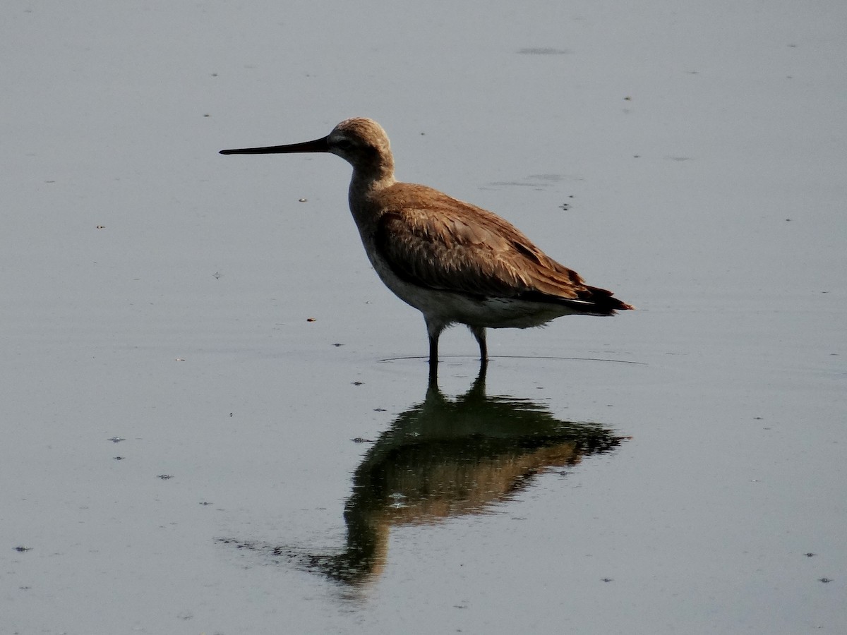 Hudsonian Godwit - ML299577521