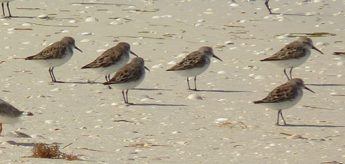 Western Sandpiper - Bill Pranty