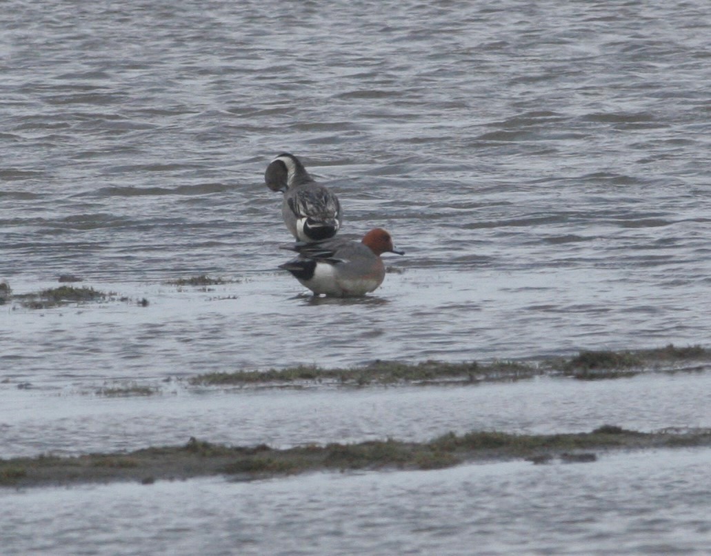 Eurasian Wigeon - ML29957911