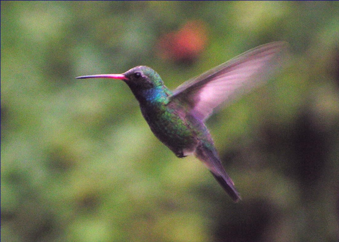 Broad-billed Hummingbird - ML299579901