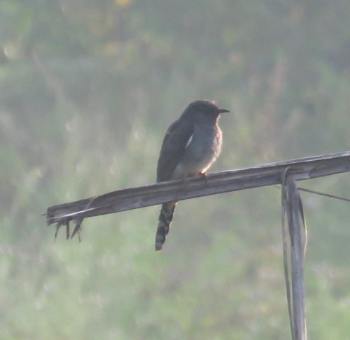 Gray-bellied Cuckoo - ML299580331