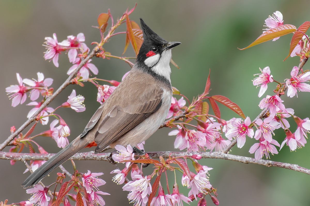 Red-whiskered Bulbul - Pycnonotus jocosus - 搜索媒体——Macaulay Library和eBird