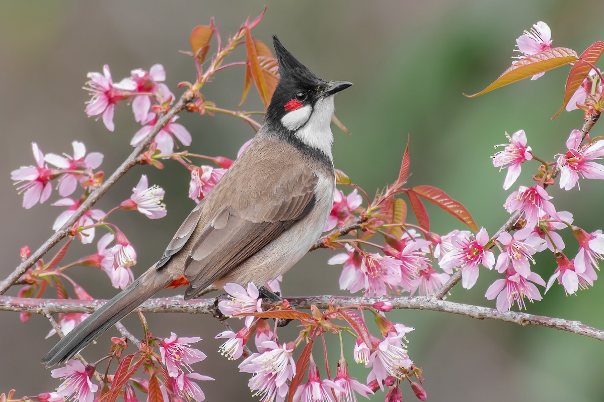 Red-whiskered Bulbul - ML299580921