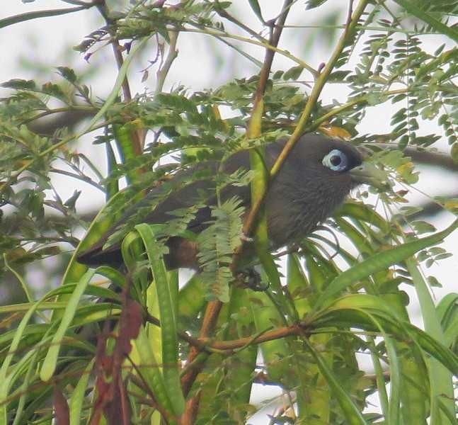 Blue-faced Malkoha - George and Teresa Baker