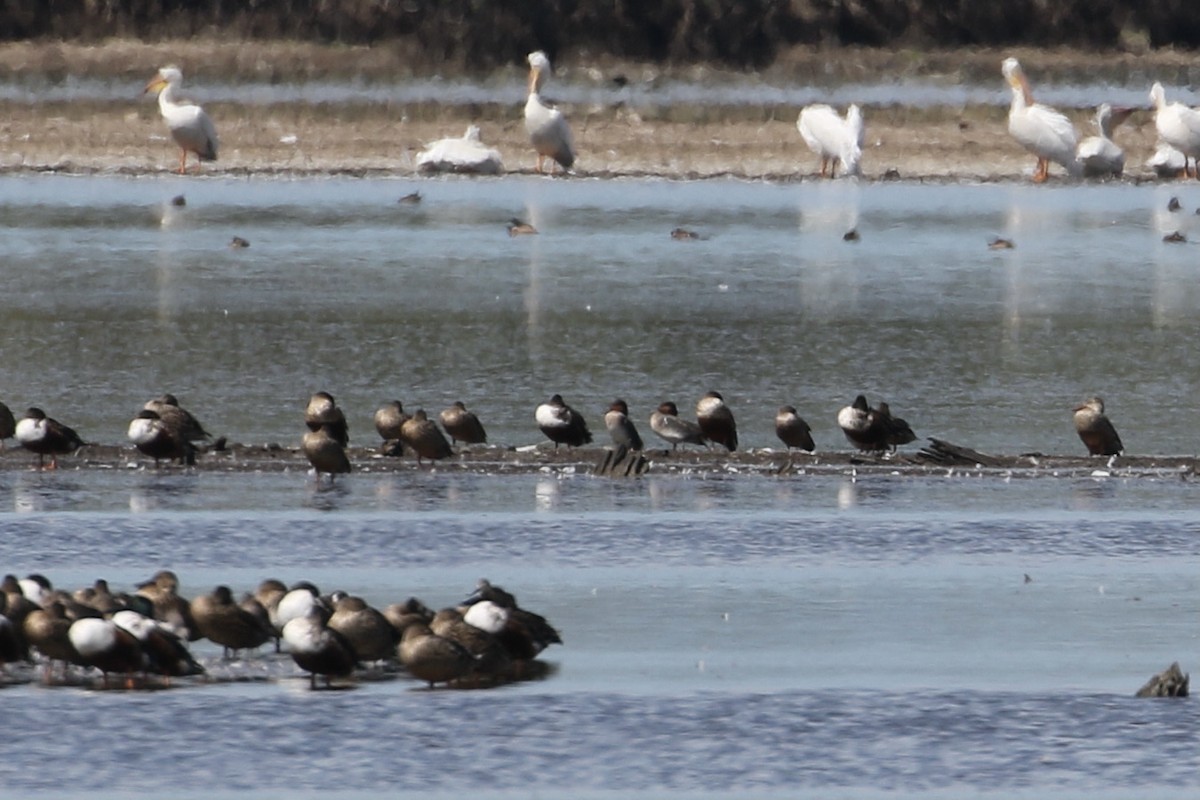 Green-winged Teal - ML299582111