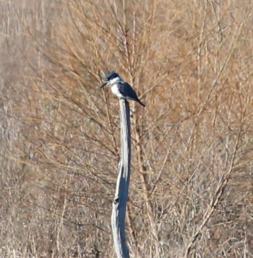 Belted Kingfisher - ML299583461