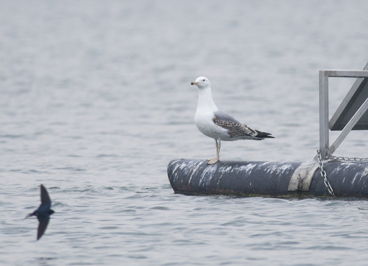 Yellow-legged Gull - ML299584521