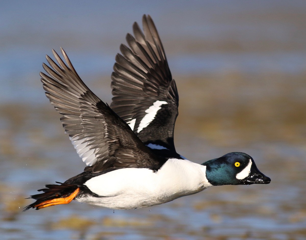 Barrow's Goldeneye - ML299586531