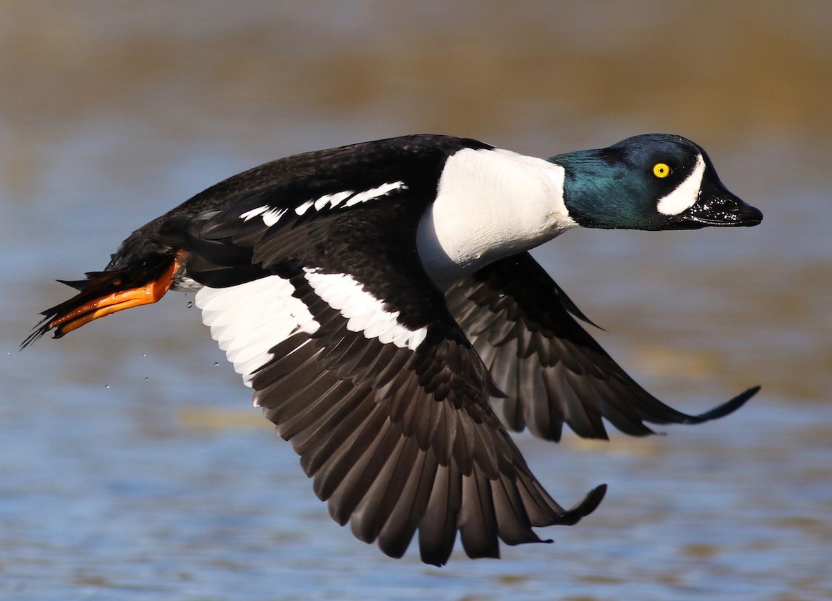 Barrow's Goldeneye - ML299586541