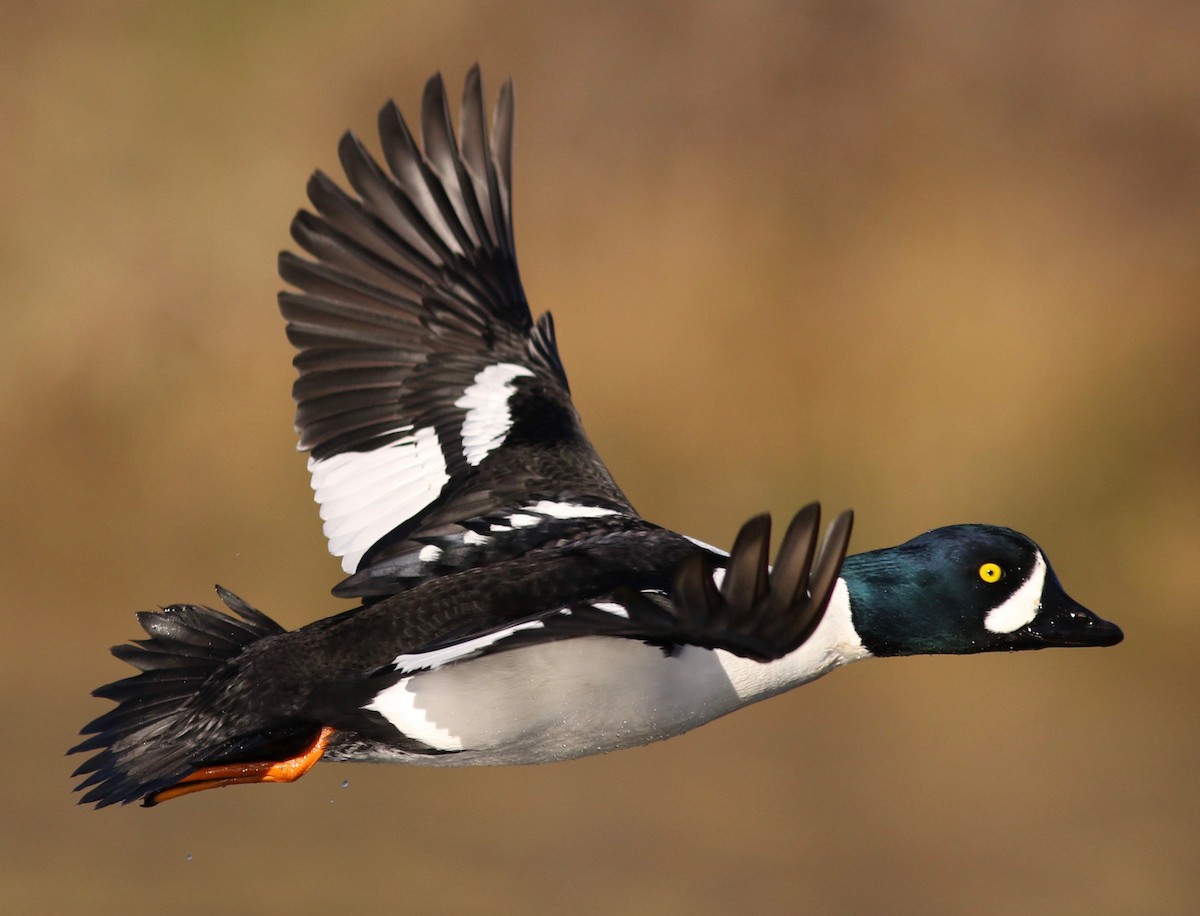 Barrow's Goldeneye - ML299586551