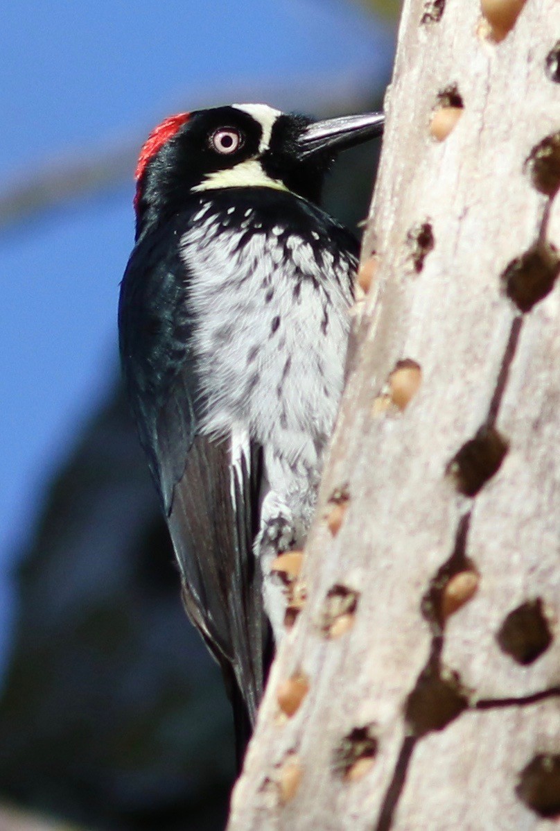 Acorn Woodpecker - Nora Papian