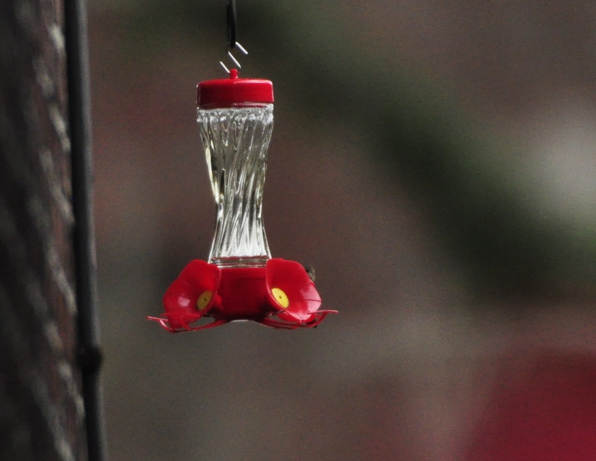 Allen's Hummingbird - Oliver Patrick