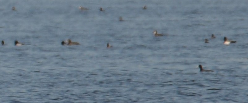 Greater Scaup - ML299590511