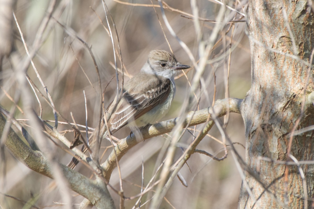 Ash-throated Flycatcher - Collin Stempien