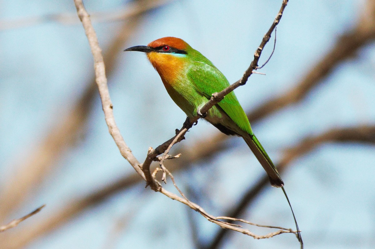 Böhm's Bee-eater - Nathan DeBruine