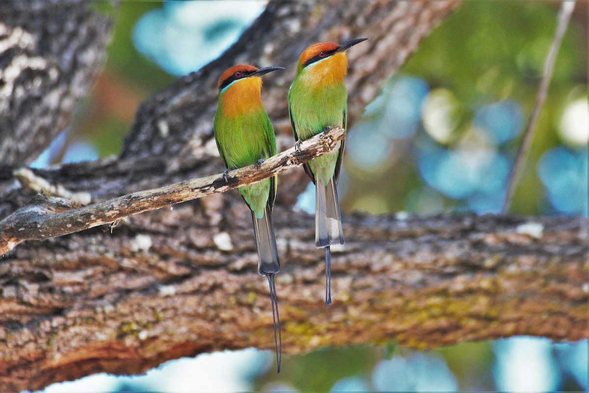 Böhm's Bee-eater - Nathan DeBruine