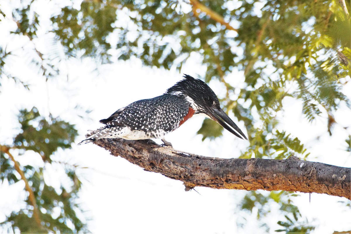 Giant Kingfisher - ML29959221