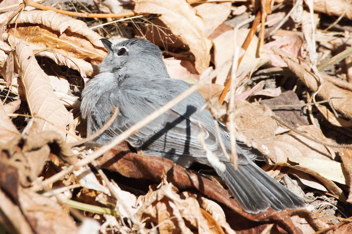 Ashy Flycatcher - ML29959251