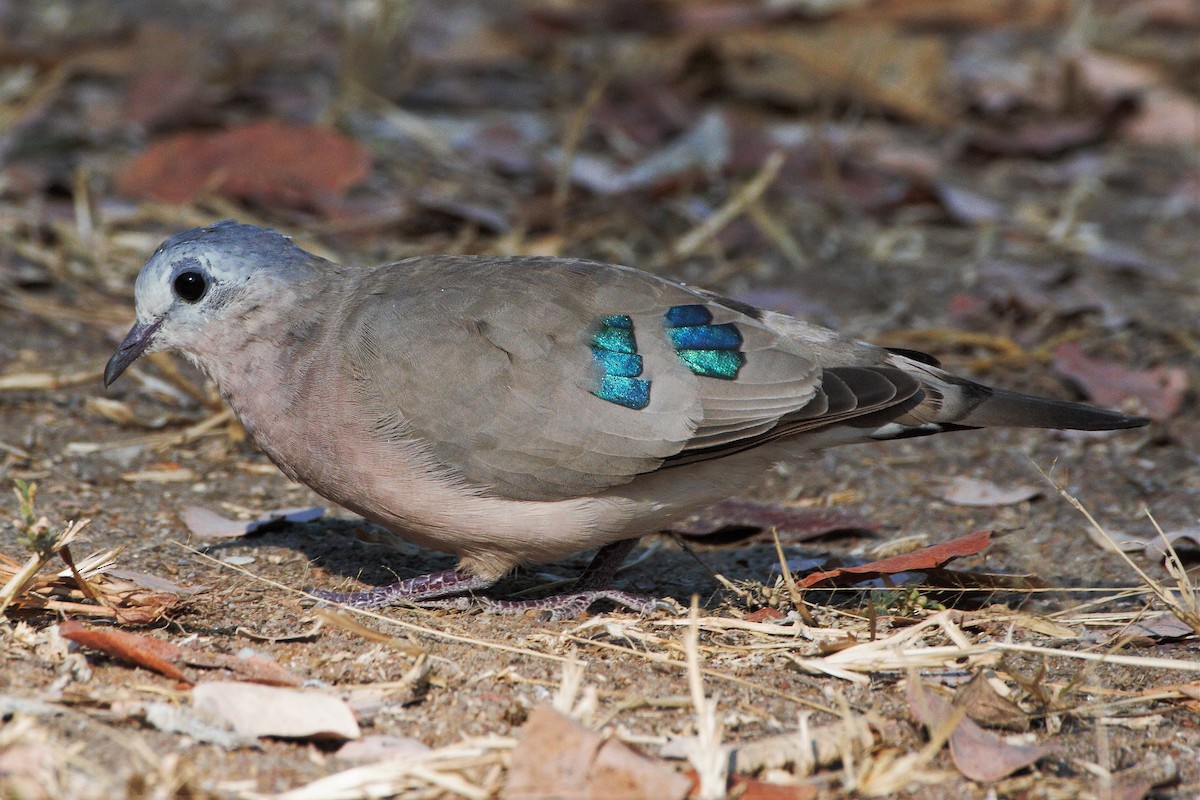 Emerald-spotted Wood-Dove - ML29959261