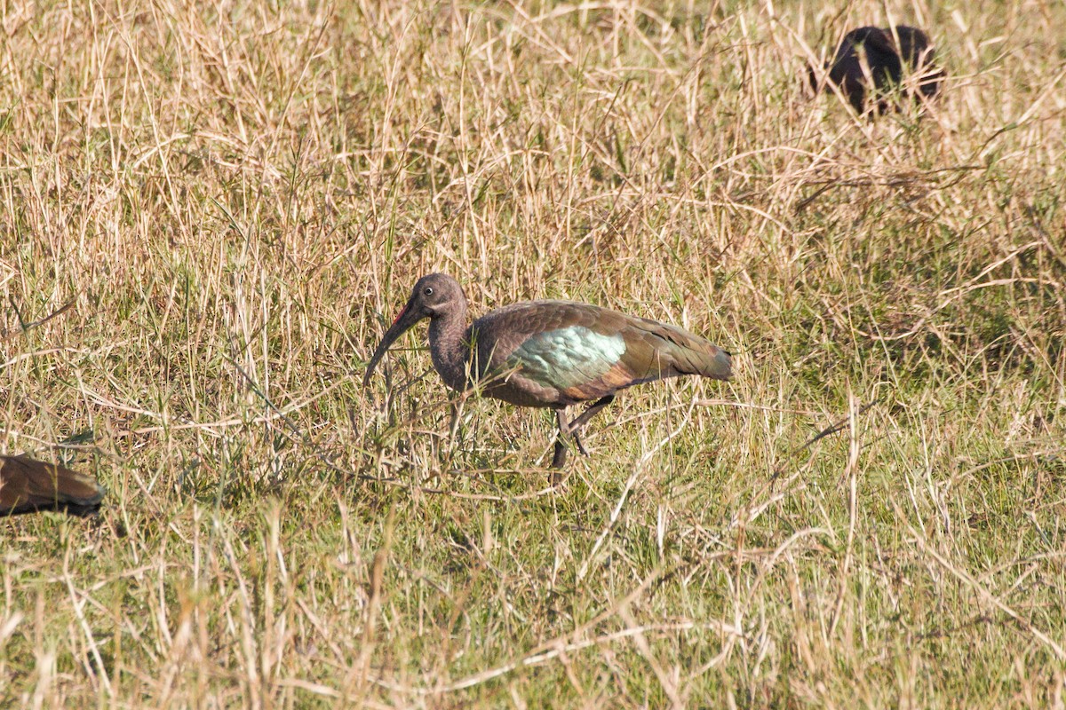 Hadada Ibis - ML29959271