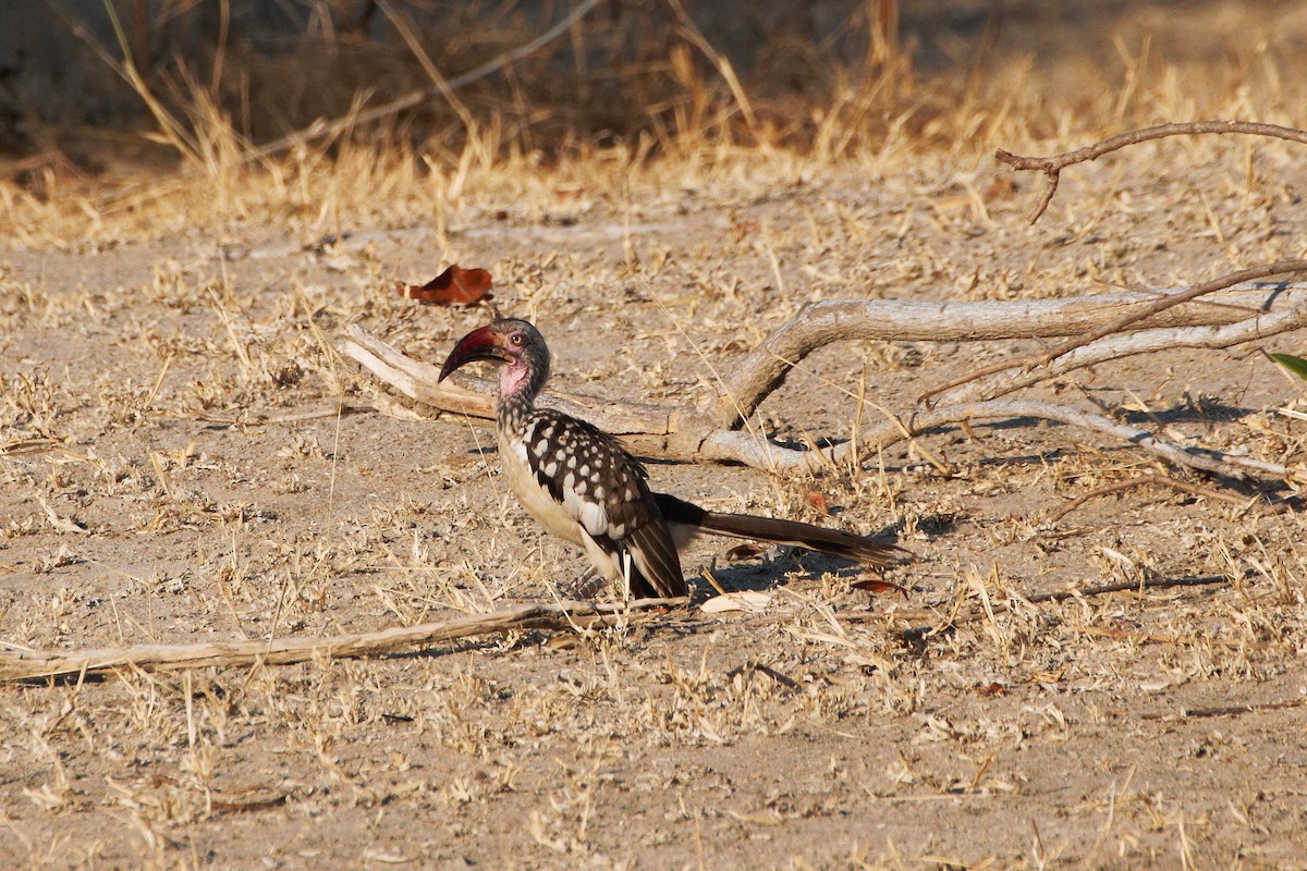 Southern Red-billed Hornbill - ML29959281