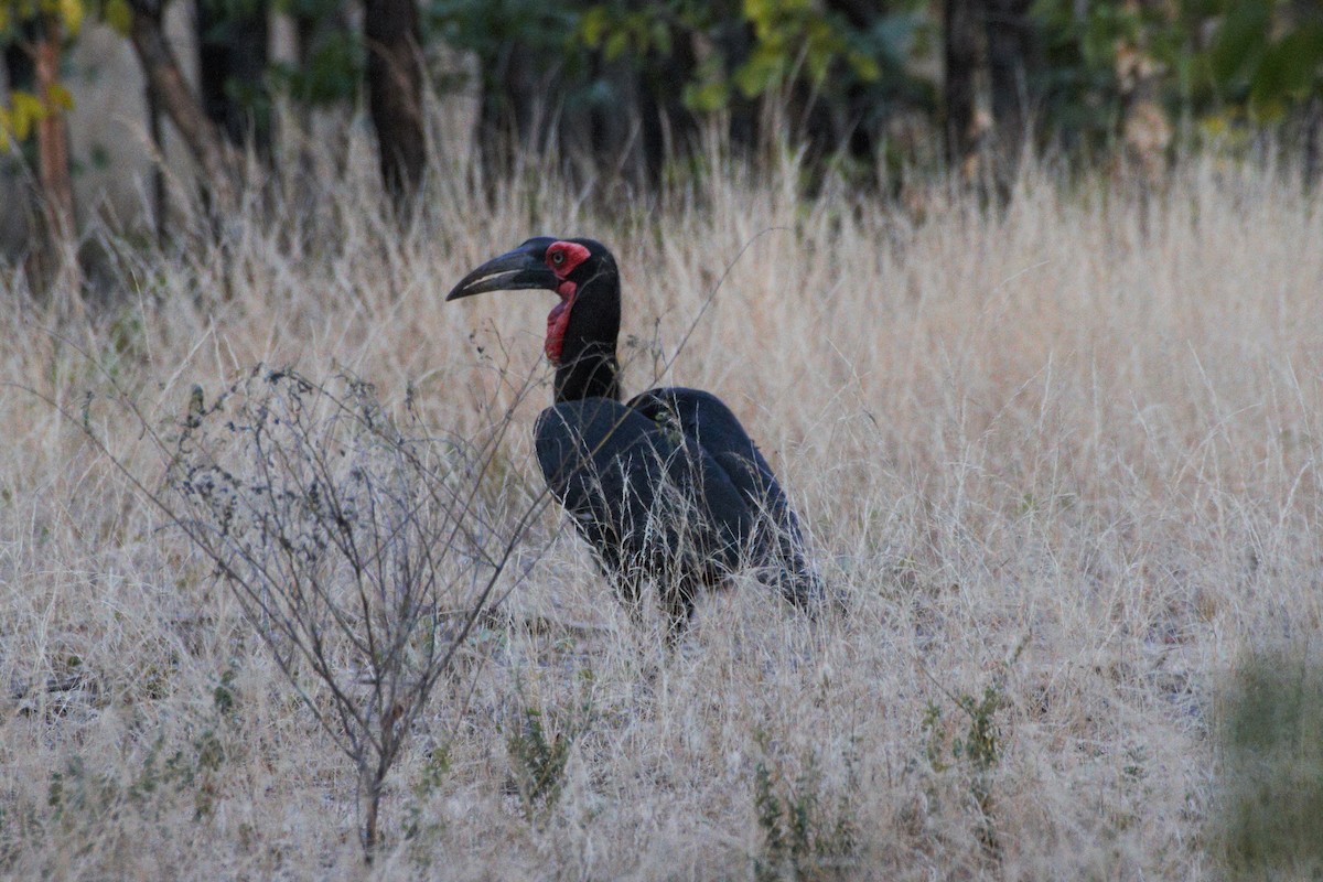 Southern Ground-Hornbill - ML29959301