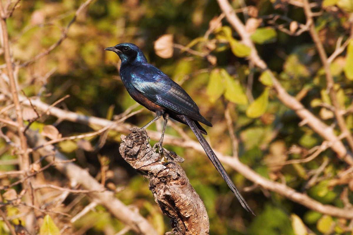 Meves's Starling - ML29959321