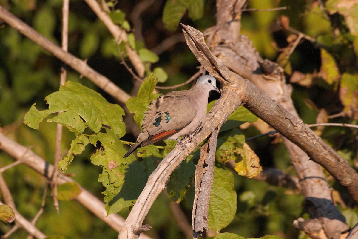 Emerald-spotted Wood-Dove - ML29959331