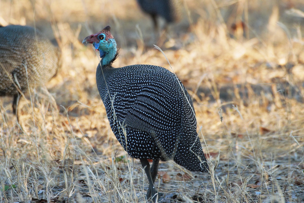 Helmeted Guineafowl - ML29959351