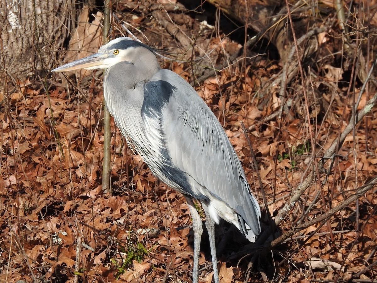 Great Blue Heron - ML299594131