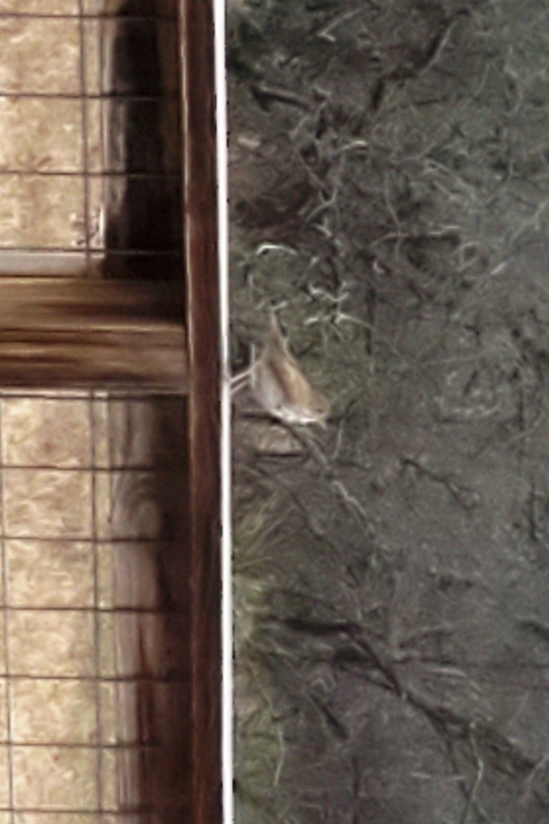 drozd rezavoocasý - ML299594141