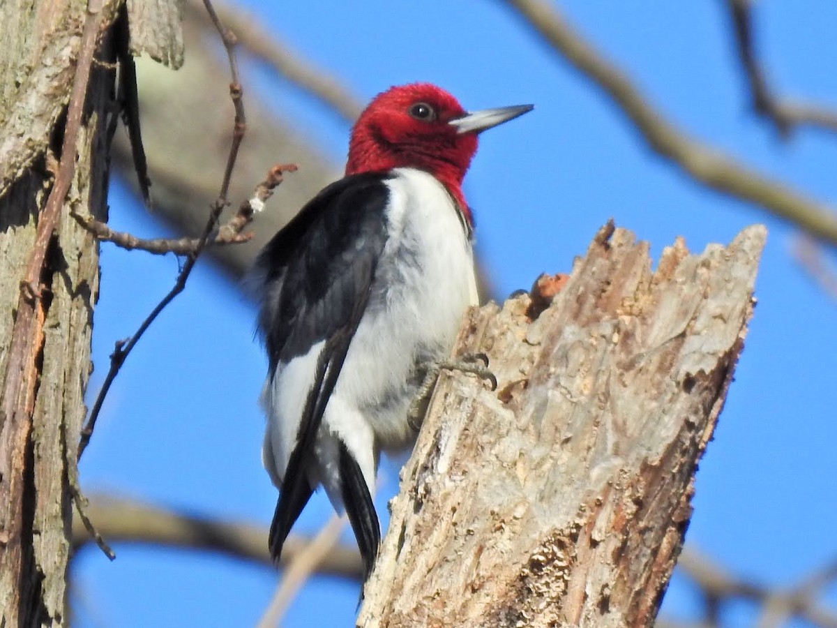 Red-headed Woodpecker - Ayden Van Fossen