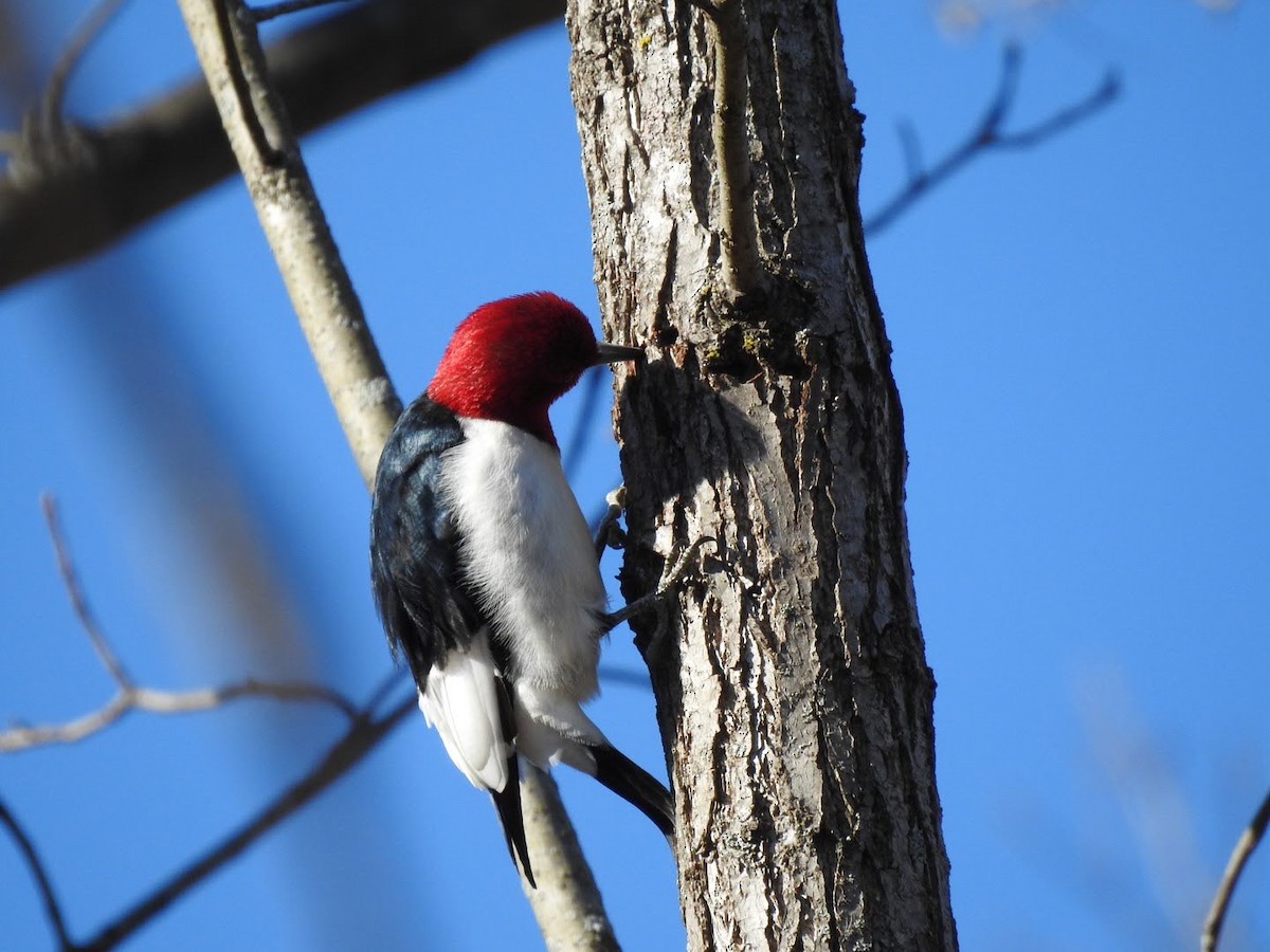 Red-headed Woodpecker - Ayden Van Fossen