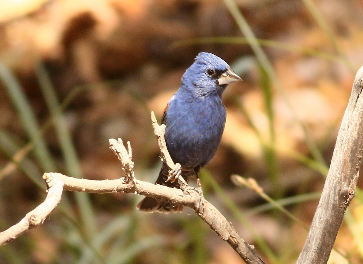 Blue Grosbeak - ML29959491