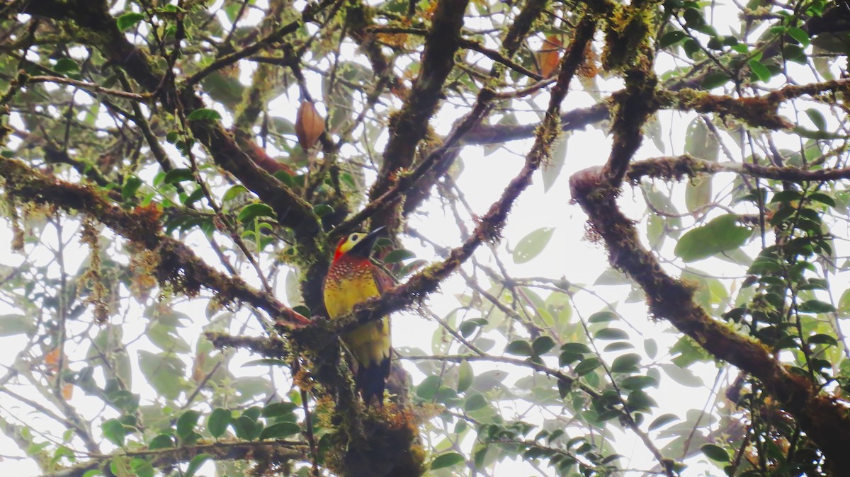 Crimson-mantled Woodpecker - ML29959511