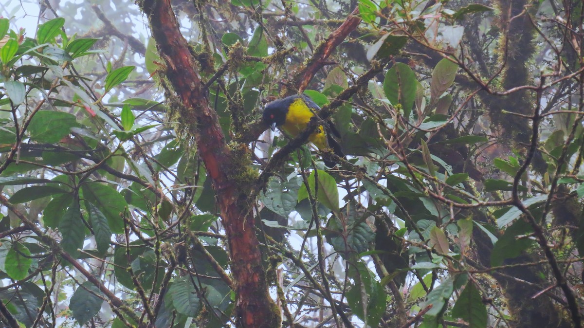 Hooded Mountain Tanager - ML29959571