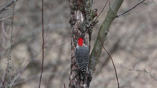 Red-bellied Woodpecker - ML299595911