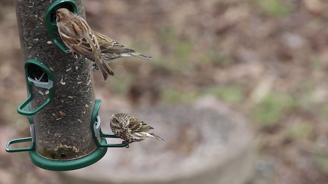 Purple Finch (Eastern) - ML299596131