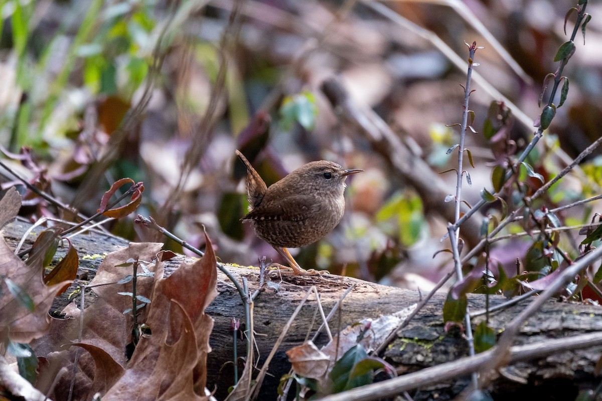 Winter Wren - ML299596321