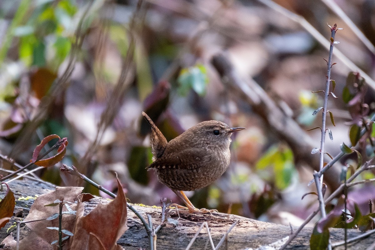 Winter Wren - ML299596941