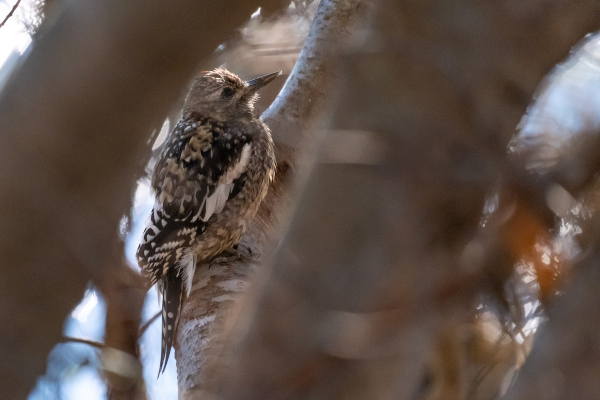 Yellow-bellied Sapsucker - ML299597861