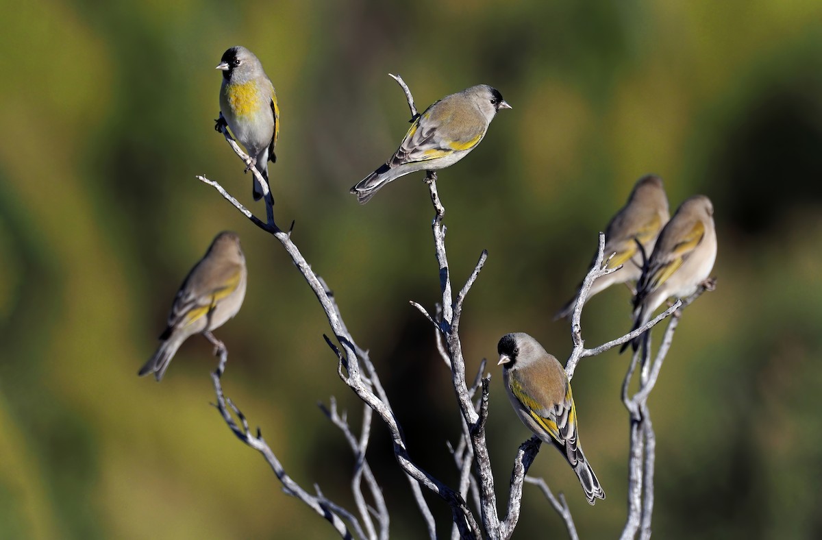 Lawrence's Goldfinch - Andrew Spencer
