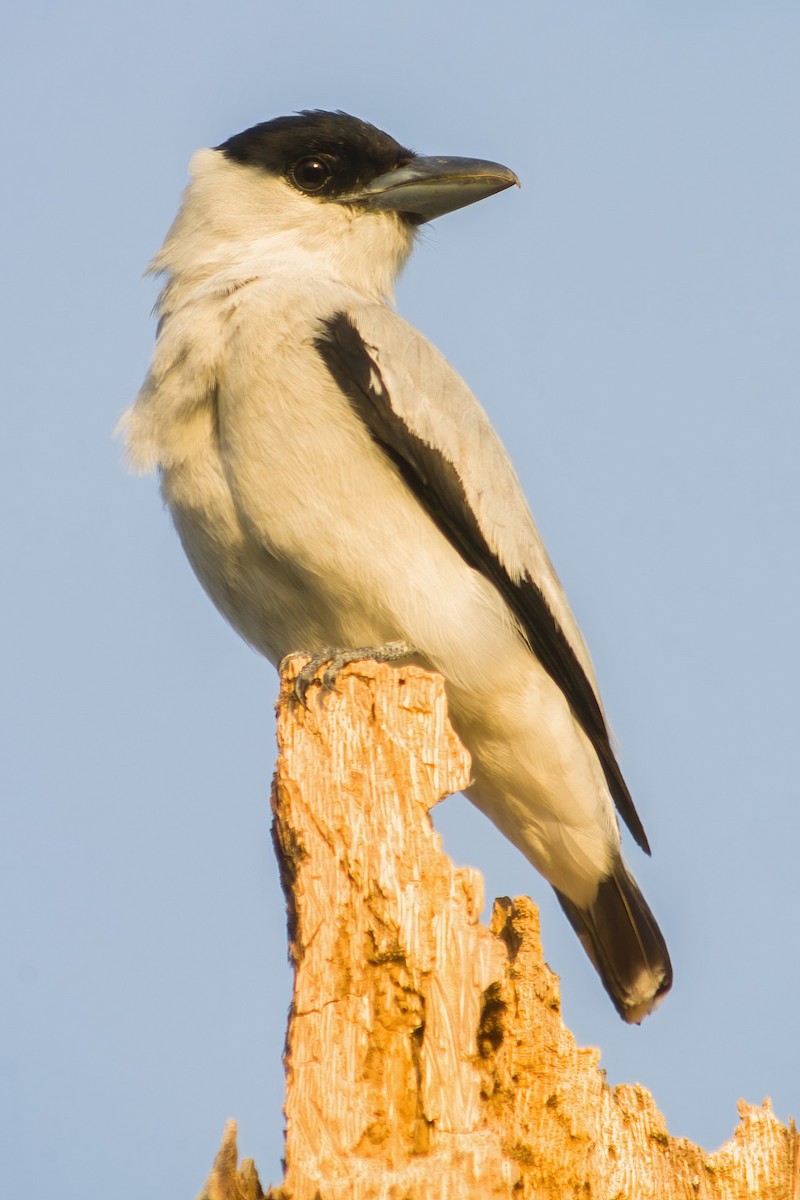Black-crowned Tityra - ML299600231