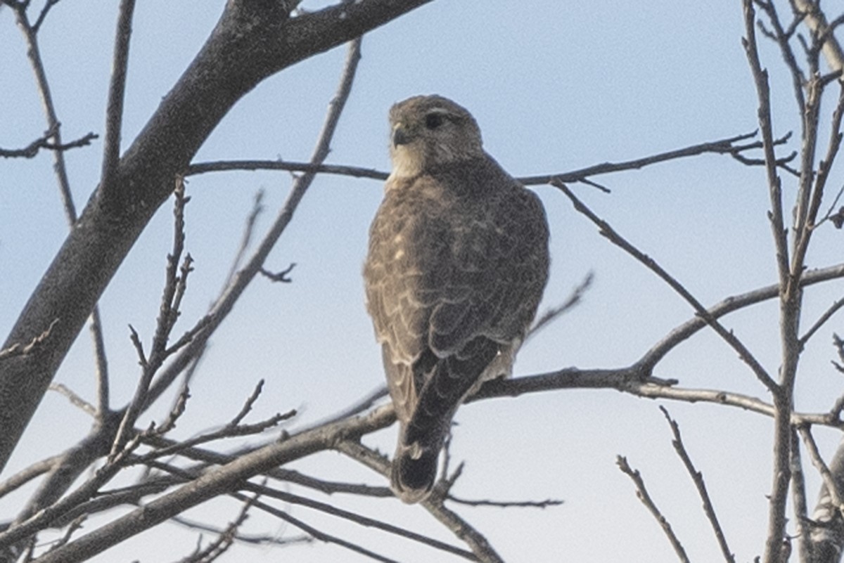 Merlin (Prairie) - Michael Linz