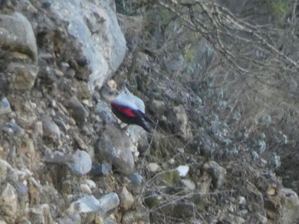 Wallcreeper - ML299602611