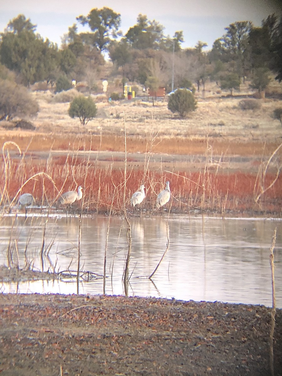 Sandhill Crane - ML299603711